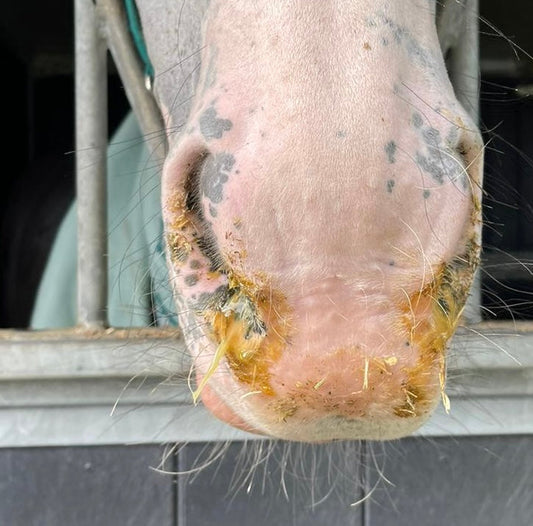 snot en hoesten bij paarden