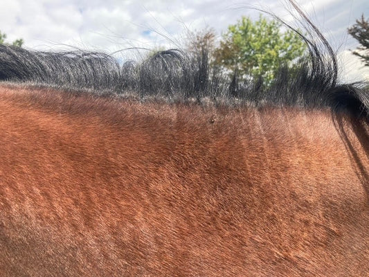 zomer eczeem paard