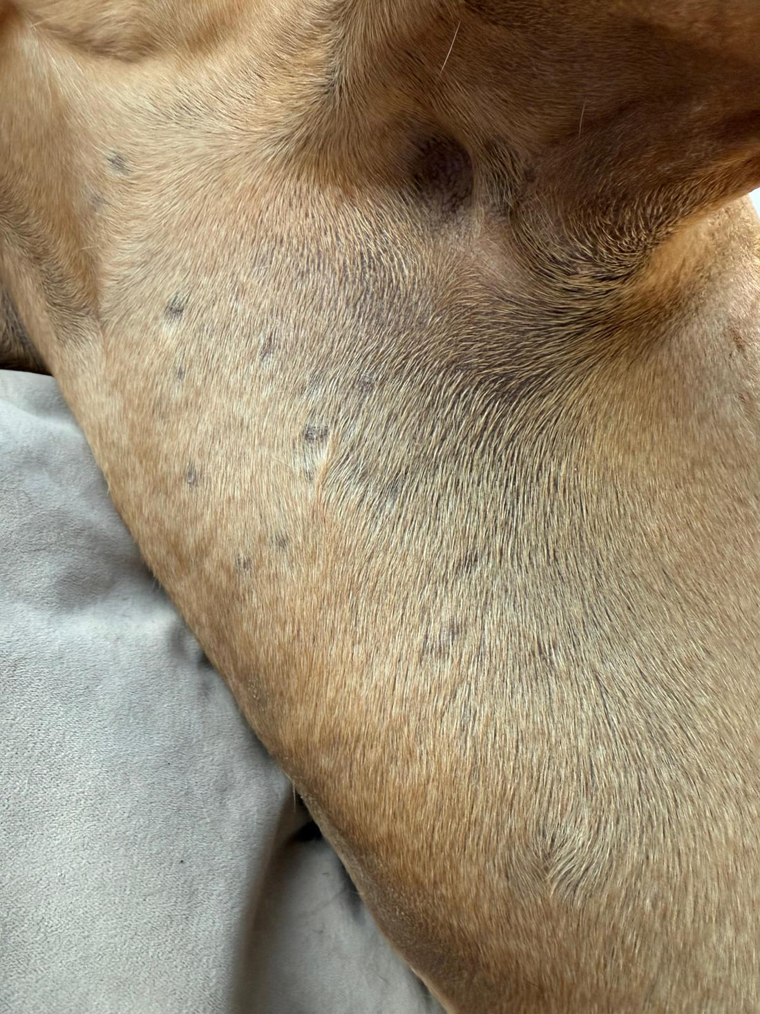 hond met chronische huiduitslag