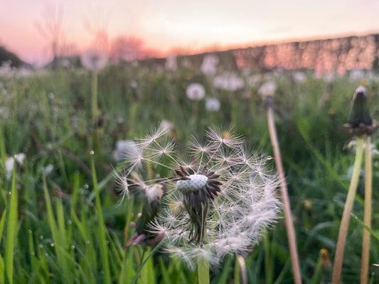 Paardenbloem