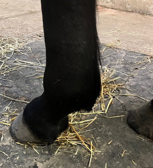 Herstel van een ernstig ziek paard met koorts, hoest en ontstekingen: ondersteuning met miHealth en kruiden