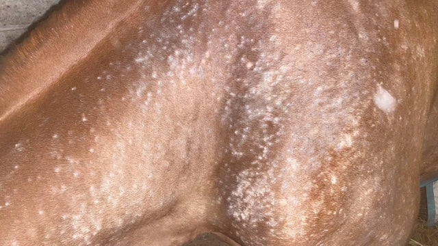 huidprobleem paard