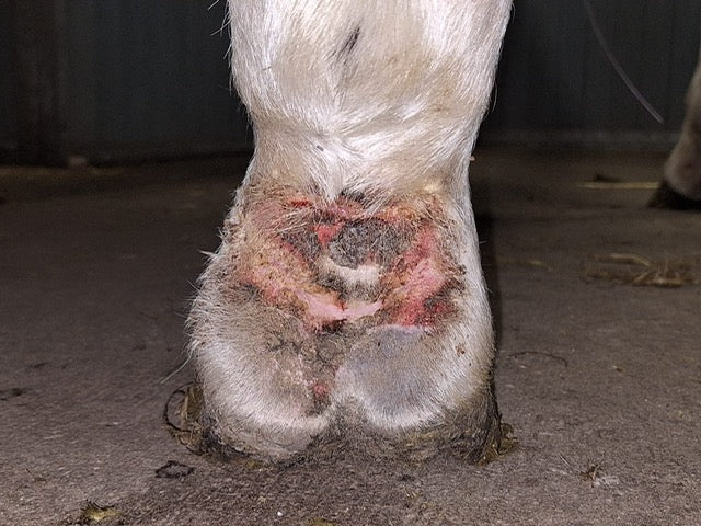 ernstige mok paarden - miHealth
