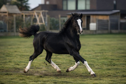 pony na scan en behandeling met mihealth en leverontgifting met liver Digest